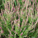 image de Calluna vulgaris