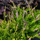 image de Calluna vulgaris