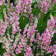 image de Calluna vulgaris