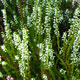 image de Calluna vulgaris