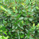 image de Cotoneaster acutifolius