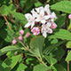 image de Deutzia