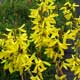 image de Forsythia