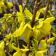 image de Forsythia