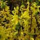 image de Forsythia