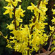 image de Forsythia