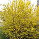 image de Forsythia