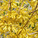 image de Forsythia