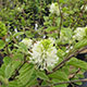 image de Fothergilla major