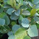 image de Fothergilla major