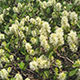 image de Fothergilla major