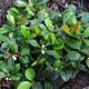 image de Gaultheria procumbens