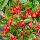 image de Gaultheria procumbens