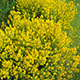 image de Genista tinctoria