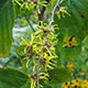 image de Hamamelis virginiana