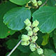 image de Hamamelis virginiana