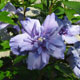 image de Hibiscus syriacus