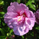 image de Hibiscus syriacus