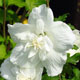 image de Hibiscus syriacus