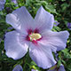 image de Hibiscus syriacus