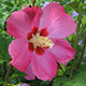 image de Hibiscus syriacus