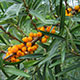 image de Hippophae rhamnoides