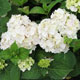 image de Hydrangea macrophylla