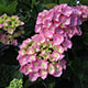 image de Hydrangea macrophylla