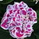 image de Hydrangea macrophylla