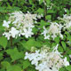 image de Hydrangea paniculata