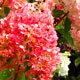 image de Hydrangea paniculata