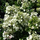 image de Hydrangea paniculata