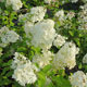 image de Hydrangea paniculata