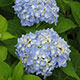 image de Hydrangea macrophylla