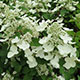 image de Hydrangea paniculata