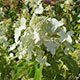 image de Hydrangea paniculata