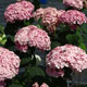 image de Hydrangea arborescens