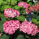 image de Hydrangea arborescens