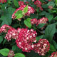 image de Hydrangea arborescens