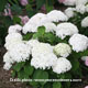 image de Hydrangea arborescens