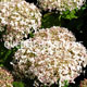 image de Hydrangea arborescens