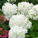 image de Hydrangea paniculata