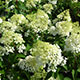 image de Hydrangea paniculata