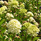 image de Hydrangea paniculata