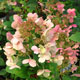 image de Hydrangea paniculata