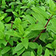 image de Hydrangea paniculata