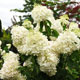 image de Hydrangea paniculata