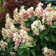 image de Hydrangea paniculata