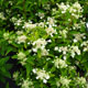 image de Hydrangea paniculata