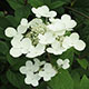 image de Hydrangea paniculata